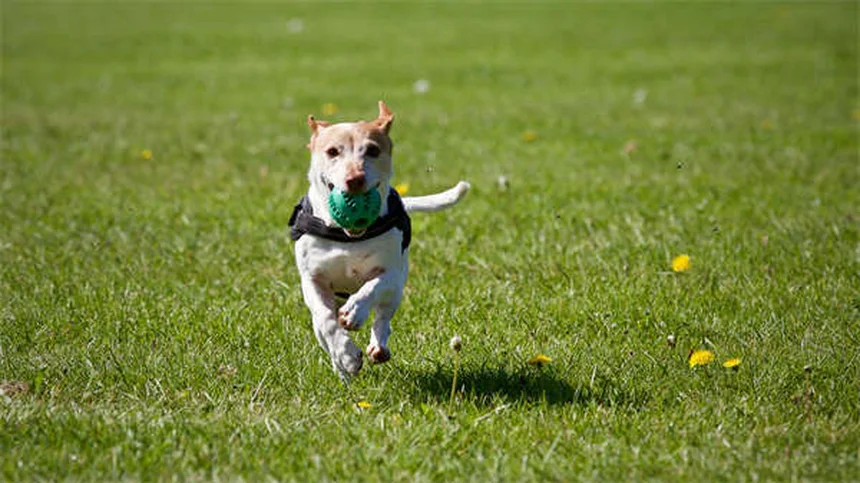 Why Is My Cat Scooting? 6 Common Causes & When to Worry