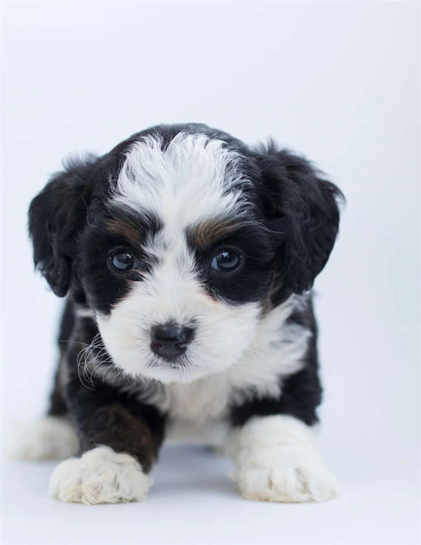 5 Proven Ways to Relieve Your Dog's Seasonal Allergies Fast