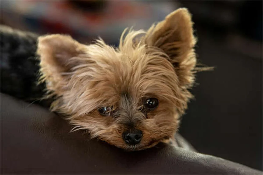 5 Proven Ways to Relieve Your Dog's Seasonal Allergies Fast