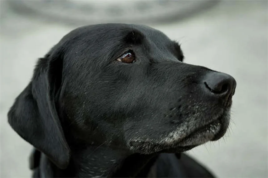 5 Proven Ways to Relieve Your Dog's Seasonal Allergies Fast