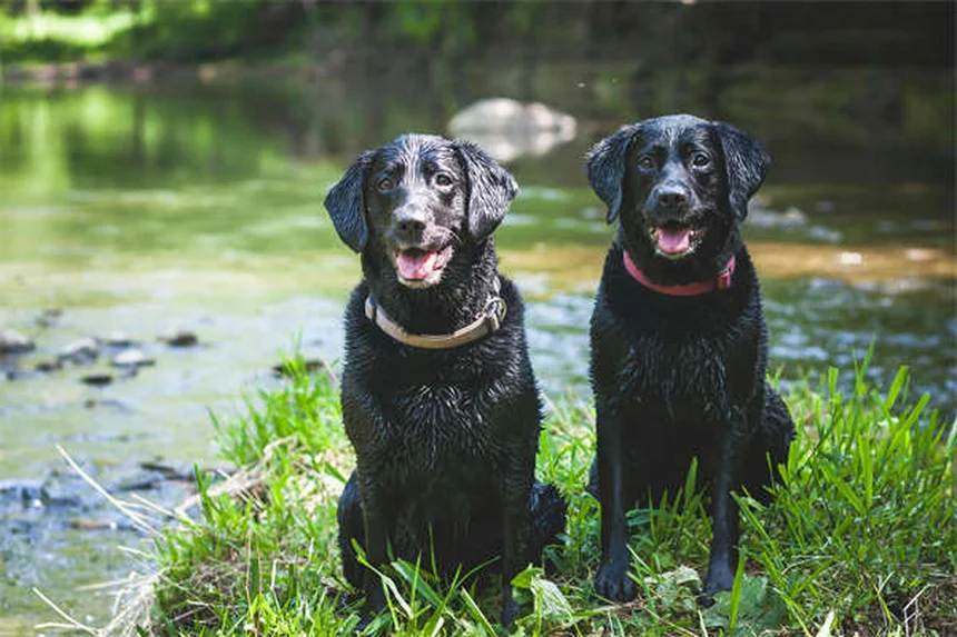 5 Proven Ways to Relieve Your Dog's Seasonal Allergies Fast