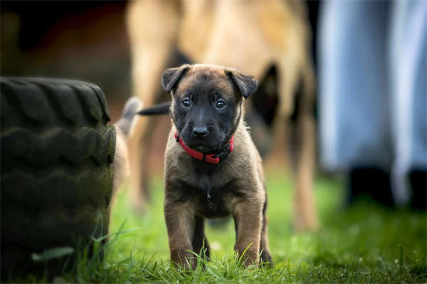 5 Safe Pain Relief Options for Dogs: Vet-Approved Solutions