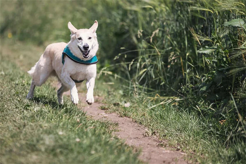 Dilated Cardiomyopathy in Ferrets: Symptoms, Diagnosis & Treatment