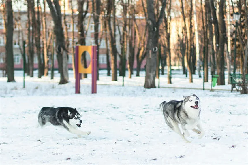Why Do Dogs Sigh? 5 Surprising Reasons Behind That Dramatic Exhale