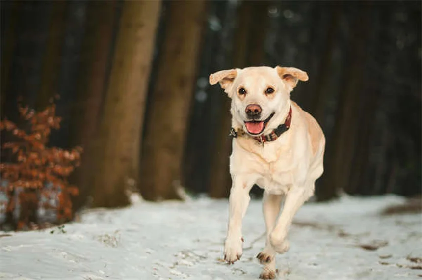 Why Do Dogs Sigh? 5 Surprising Reasons Behind That Dramatic Exhale