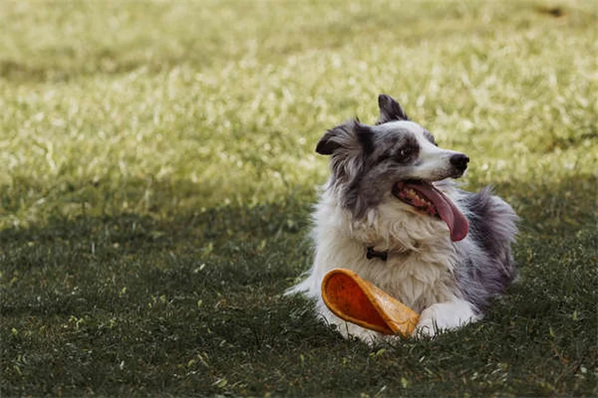 Why Do Dogs Sigh? 5 Surprising Reasons Behind That Dramatic Exhale