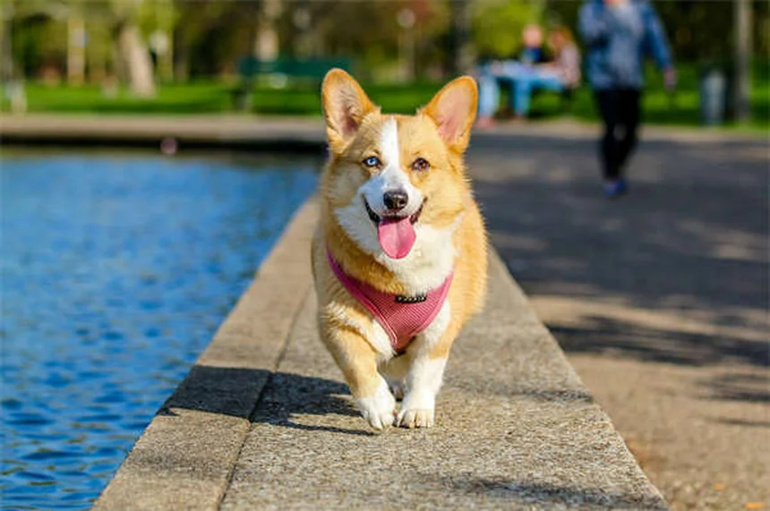 Why Do Dogs Sigh? 5 Surprising Reasons Behind That Dramatic Exhale