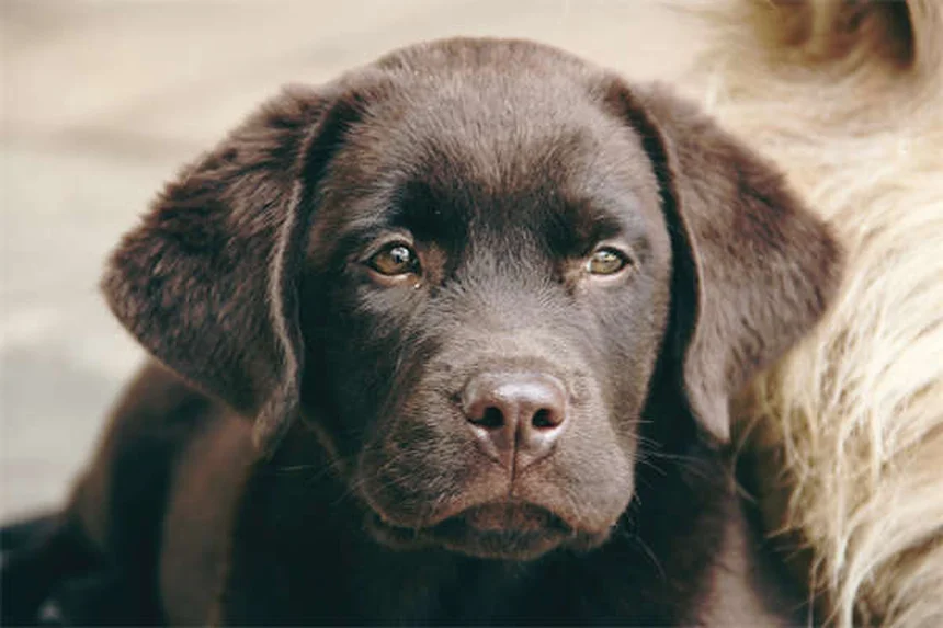 Puppy Teething Timeline: When Do Puppies Stop Teething?