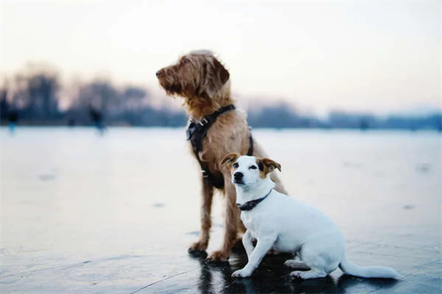 Puppy Teething Timeline: When Do Puppies Stop Teething?