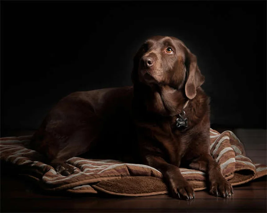 Puppy Teething Timeline: When Do Puppies Stop Teething?