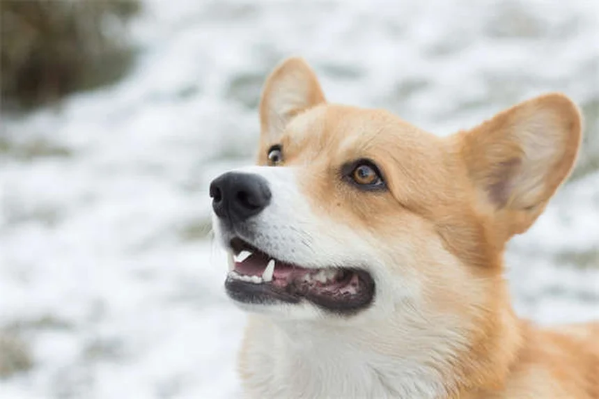 Puppy Teething Timeline: When Do Puppies Stop Teething?