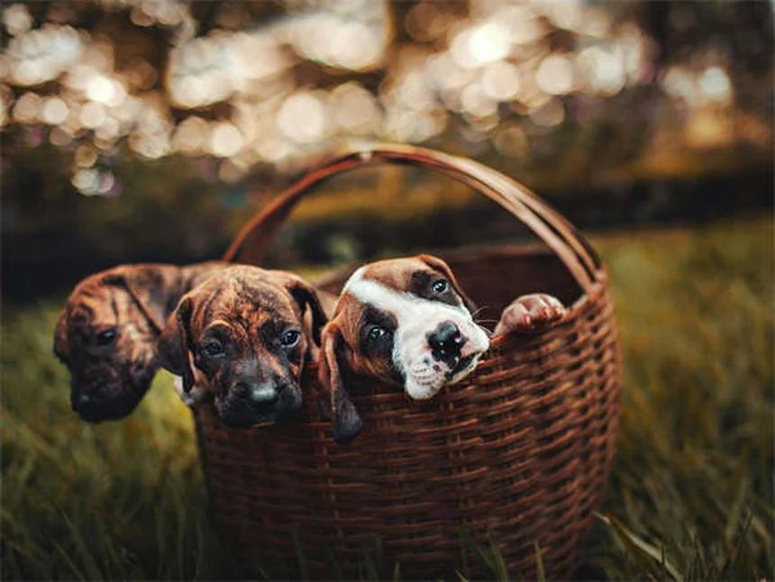 Why Does My Dog Eat Dirt? 5 Surprising Reasons & How to Stop It