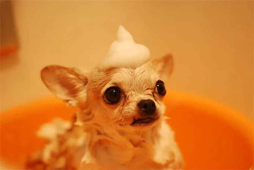 Why Does My Dog Eat Dirt? 5 Surprising Reasons & How to Stop It