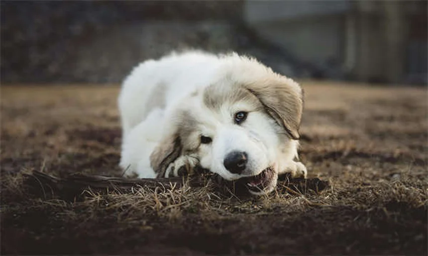 Why Does My Dog Eat Dirt? 5 Surprising Reasons & How to Stop It