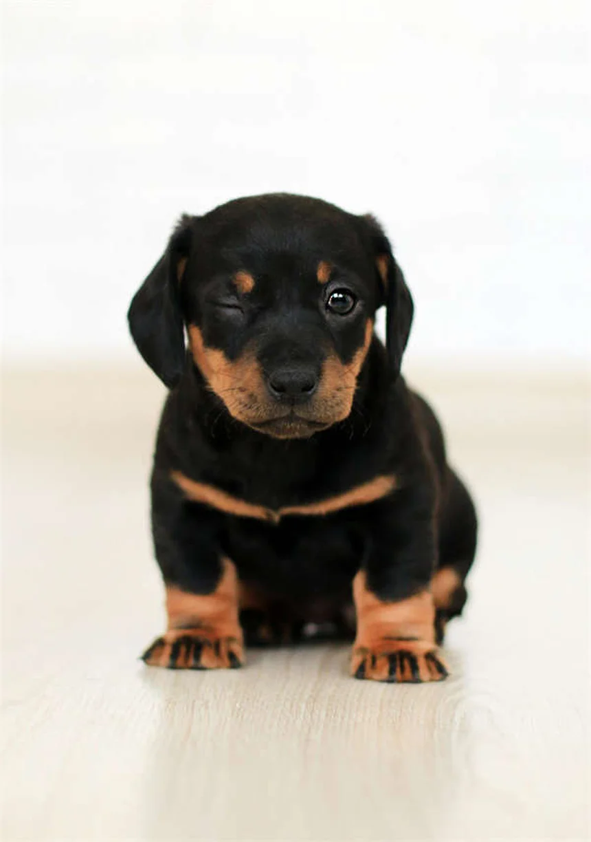 Why Dogs Developed Puppy Dog Eyes: The Science Behind Their Irresistible Look