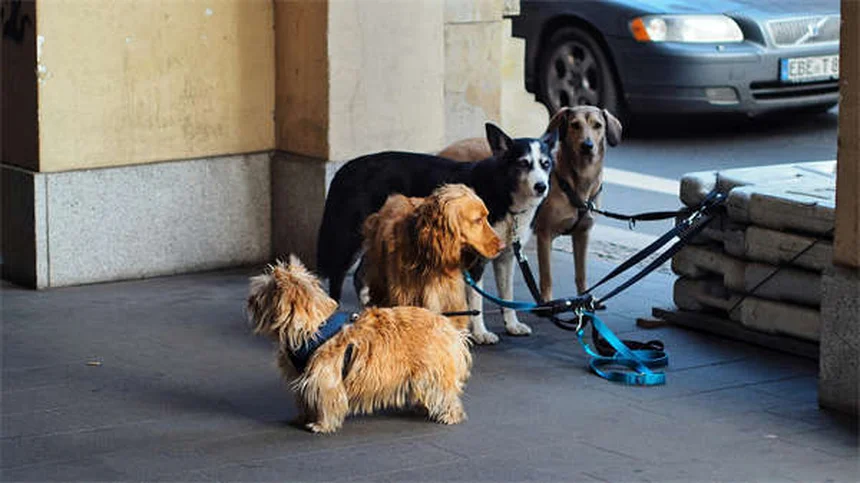 Heartworm Treatment Costs for Dogs: What Every Pet Owner Should Know