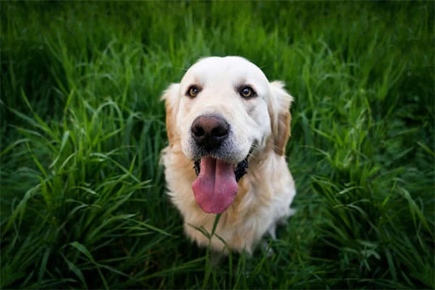 Heartworm Treatment Costs for Dogs: What Every Pet Owner Should Know