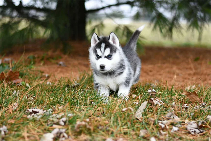 Heartworm Treatment Costs for Dogs: What Every Pet Owner Should Know