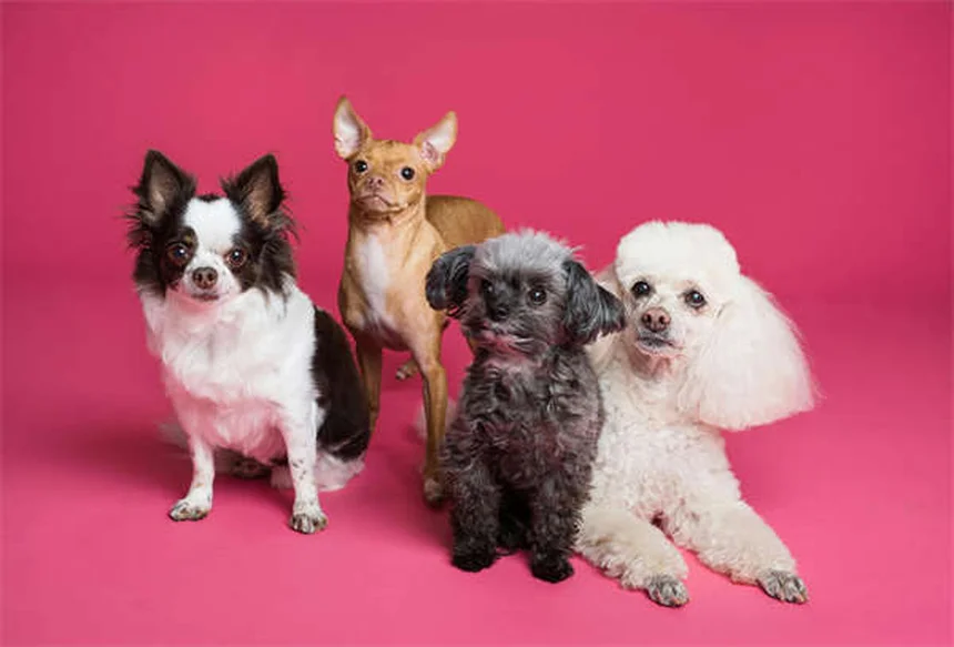 Heartworm Treatment Costs for Dogs: What Every Pet Owner Should Know