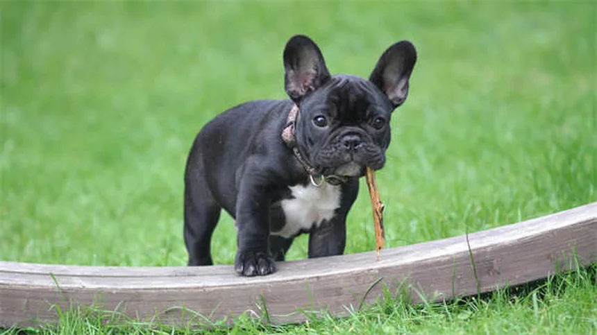 How to Train a Senior Dog: 7 Proven Tips for Success