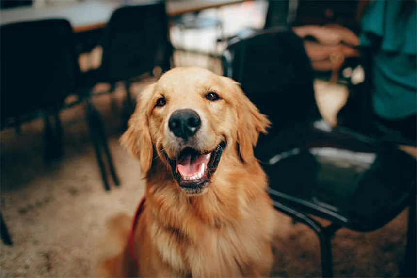 How to Train a Senior Dog: 7 Proven Tips for Success