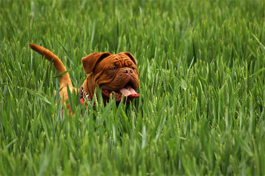 How to Train a Senior Dog: 7 Proven Tips for Success