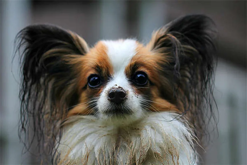 How to Get Rid of Fleas on Dogs Fast: 5 Vet-Approved Steps