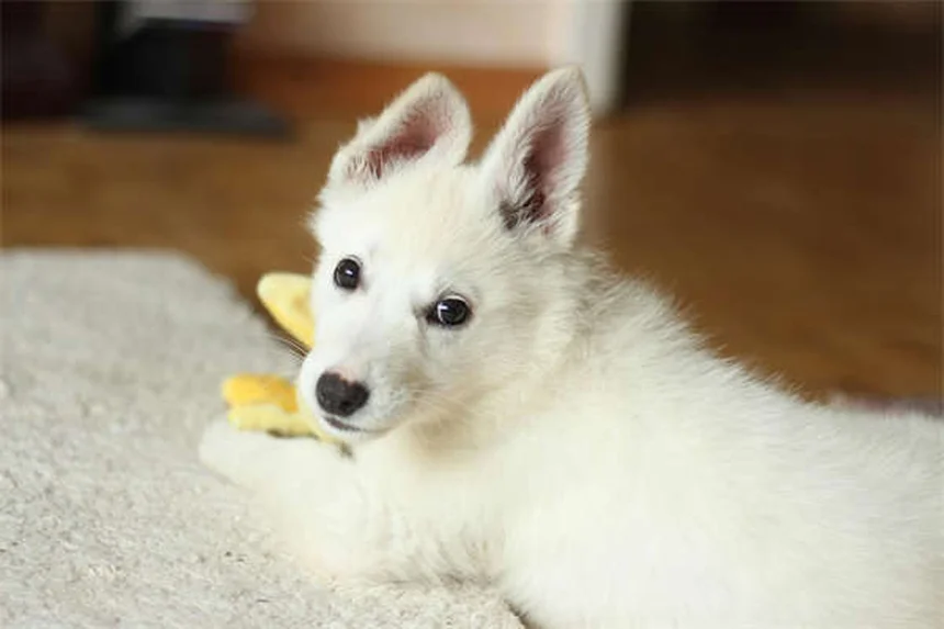 How to Get Rid of Fleas on Dogs Fast: 5 Vet-Approved Steps