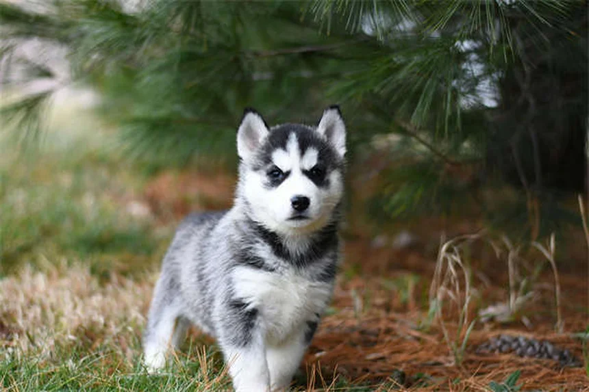 Terramycin for Pets: What It Is & How to Use It Safely