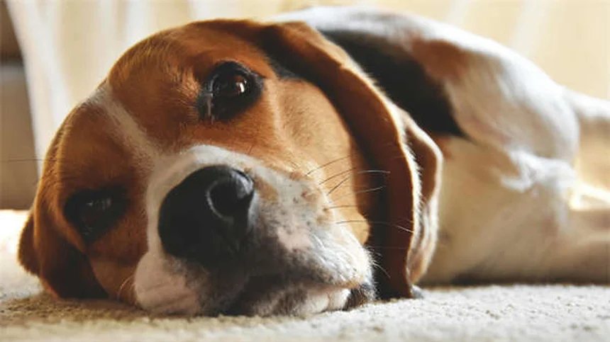 Do Indoor Cats Need Flea Treatment? 5 Surprising Ways They Get Fleas