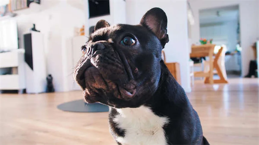 Do Indoor Cats Need Flea Treatment? 5 Surprising Ways They Get Fleas