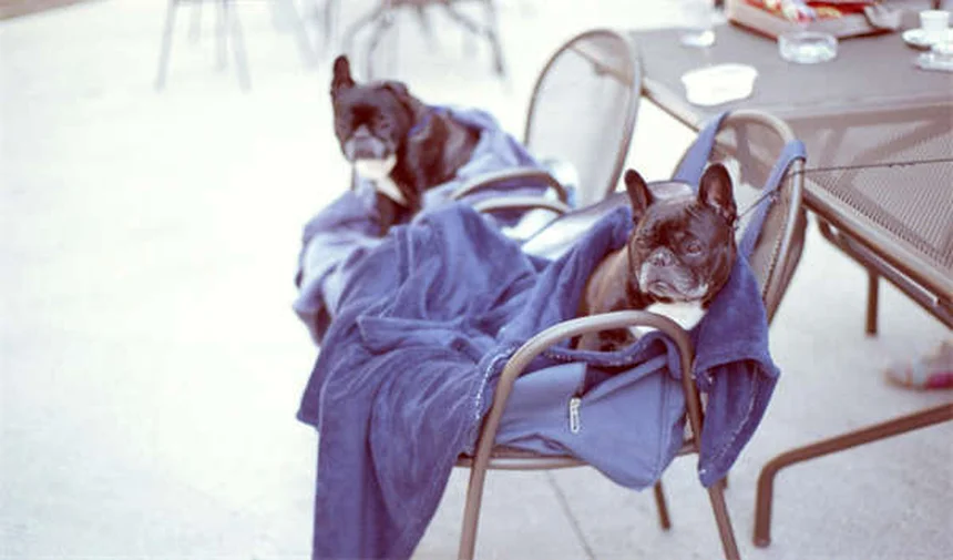Pica in Cats: 7 Warning Signs & How to Stop This Dangerous Habit