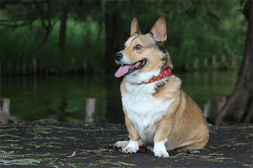 5 Shocking Flea Facts Every Pet Owner Must Know