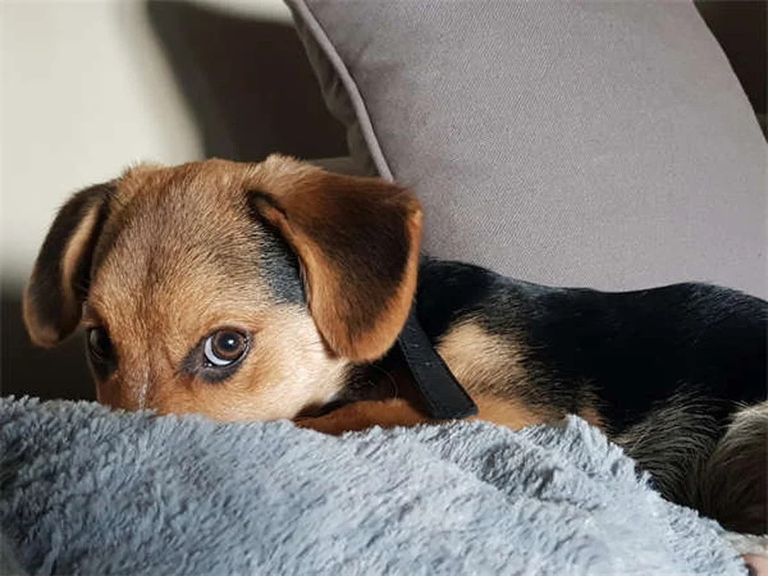 5 Shocking Flea Facts Every Pet Owner Must Know