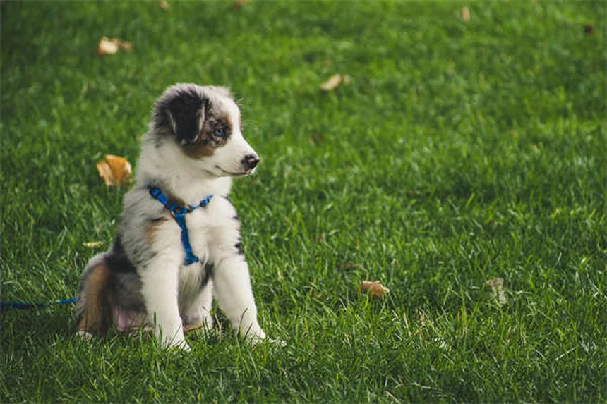5 Shocking Flea Facts Every Pet Owner Must Know