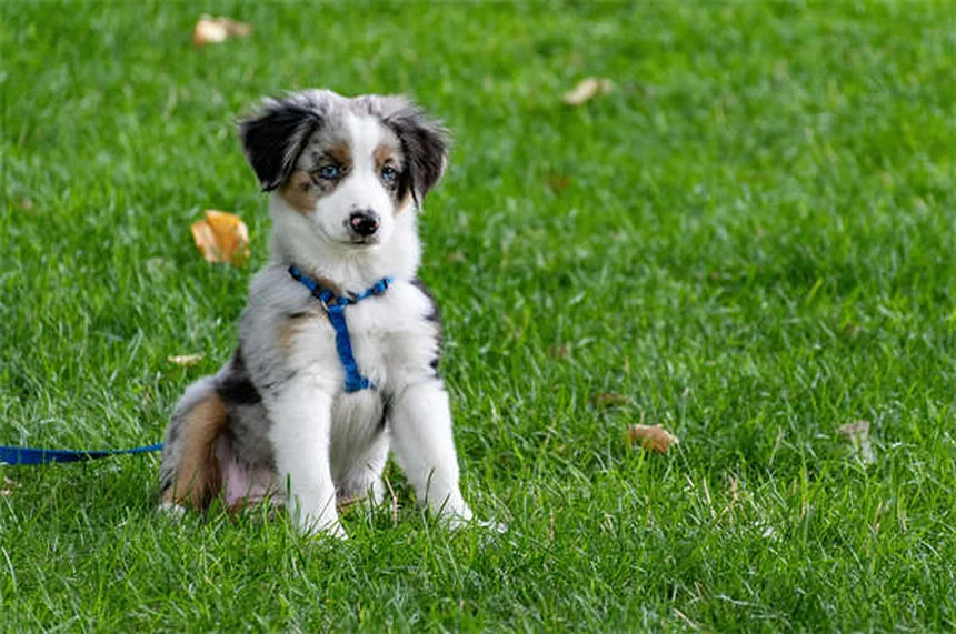 5 Shocking Flea Facts Every Pet Owner Must Know