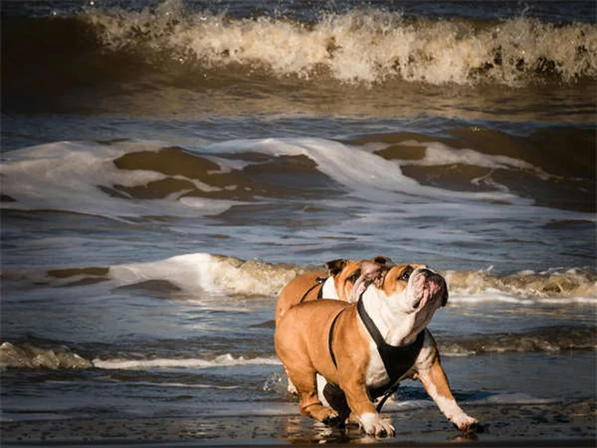 Why Dogs Developed Puppy Dog Eyes: The Science Behind Their Irresistible Look