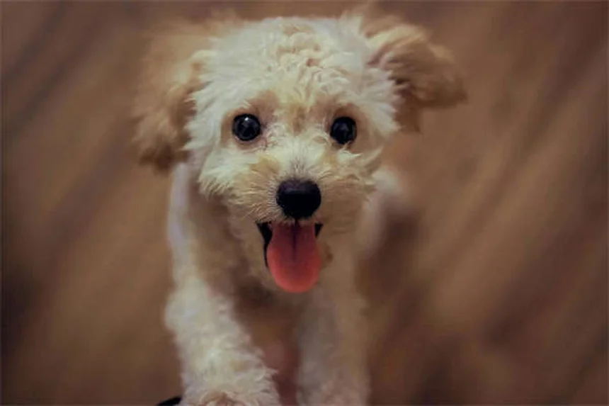 Why Dogs Developed Puppy Dog Eyes: The Science Behind Their Irresistible Look