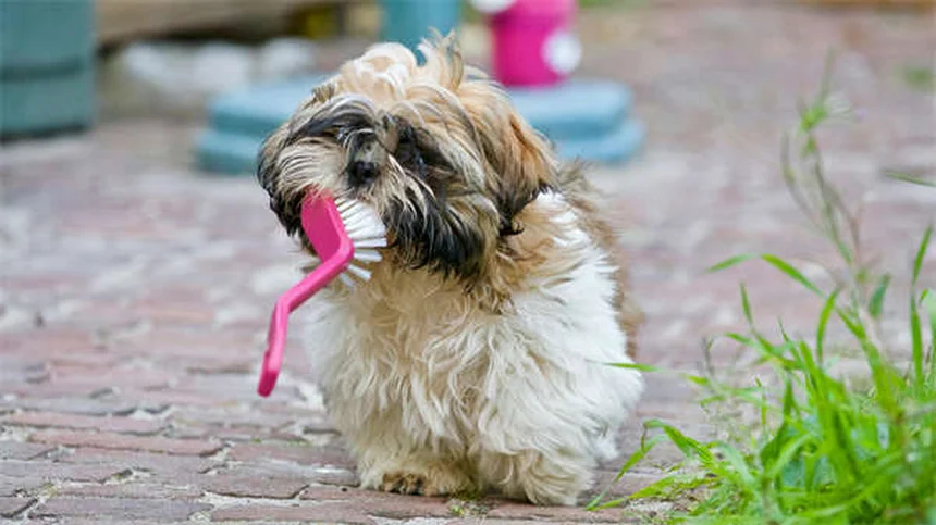 5 Natural Pain Relief Options for Cats That Actually Work