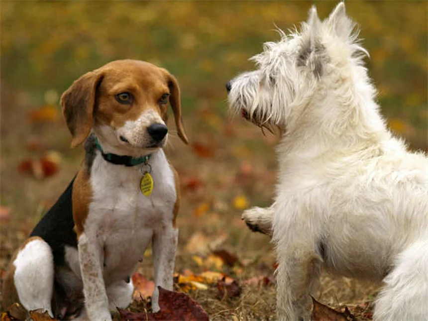 Yersiniosis in Guinea Pigs: Symptoms, Prevention & Life-Saving Tips