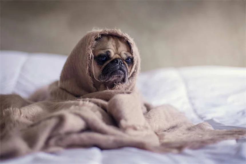 Chinchilla Respiratory Infection: Symptoms, Treatment & Prevention Tips