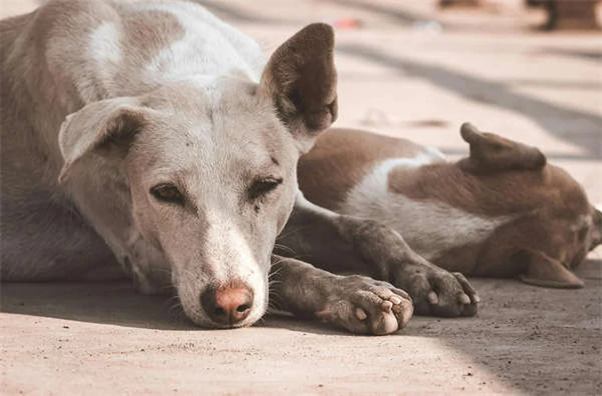 Why Is My Dog Coughing? 7 Common Causes & When to Worry