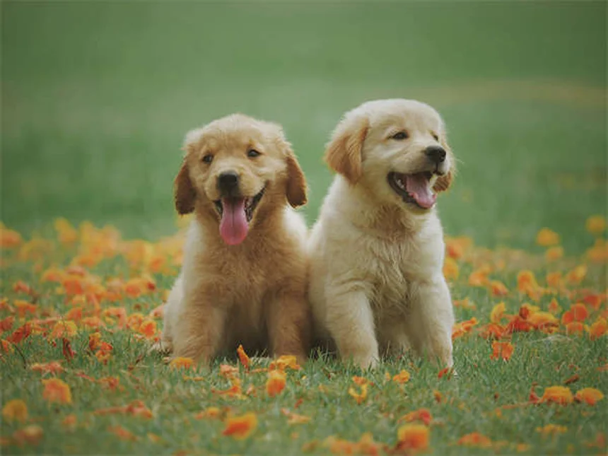 5 Signs Your Dog Is Having a Panic Attack (And How to Help)