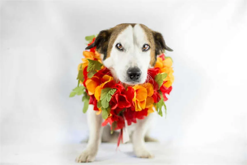 5 Signs Your Dog Is Having a Panic Attack (And How to Help)
