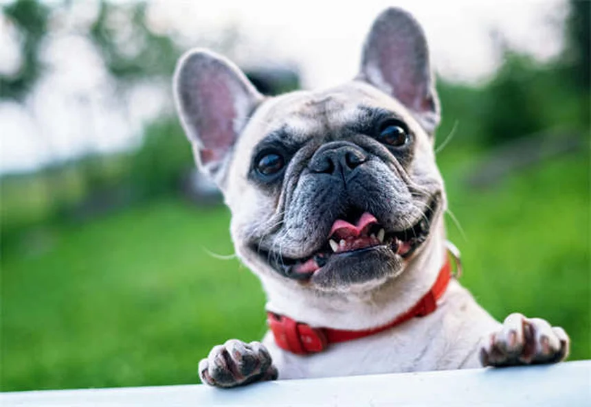 Senior Dog Hearing Loss: 7 Ways to Help Your Deaf Pup Thrive