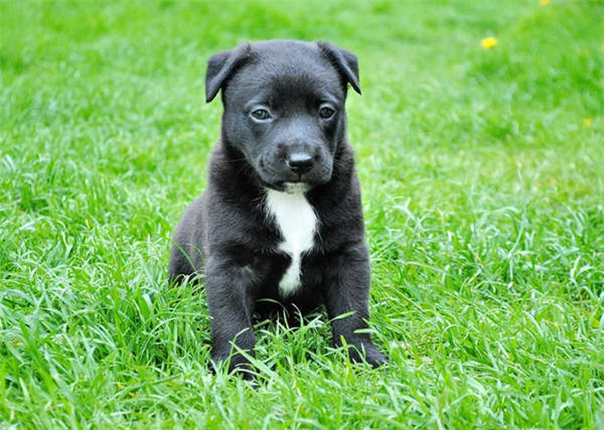 Senior Dog Hearing Loss: 7 Ways to Help Your Deaf Pup Thrive