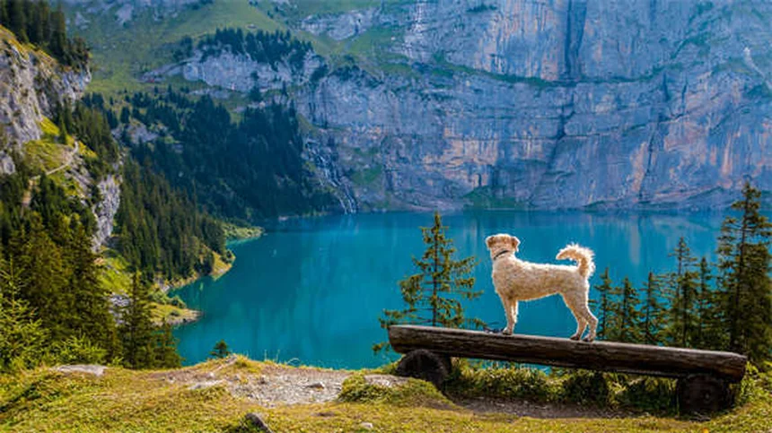 Senior Dog Hearing Loss: 7 Ways to Help Your Deaf Pup Thrive