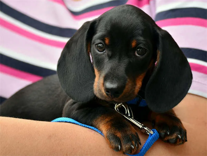 10 Dog Breeds That Can't Handle Cold Weather (And How to Keep Them Warm)