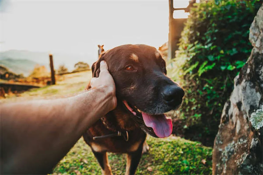 10 Dog Breeds That Can't Handle Cold Weather (And How to Keep Them Warm)